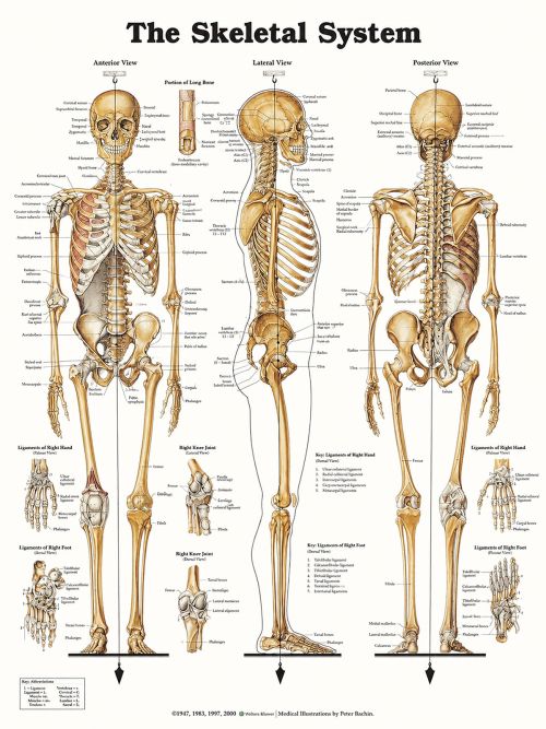 222222SKELETAL-SYSTEM