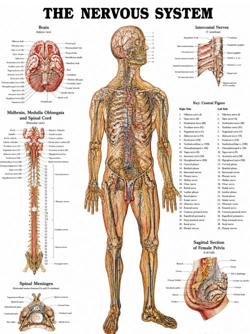 44444NERVOUS-SYSTEM