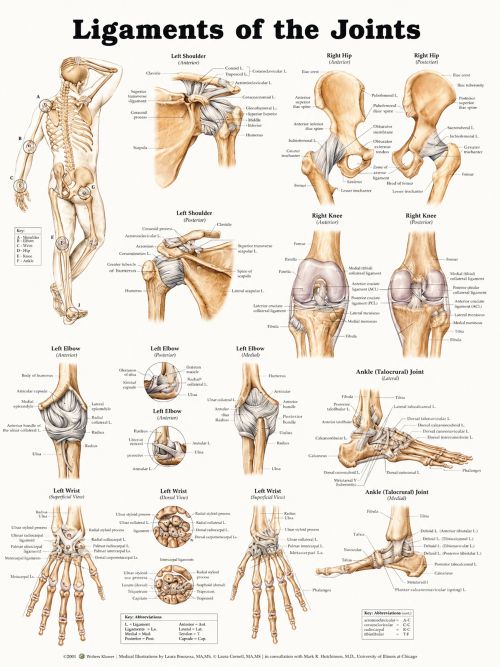 LIGAMENTS-SYSTEM