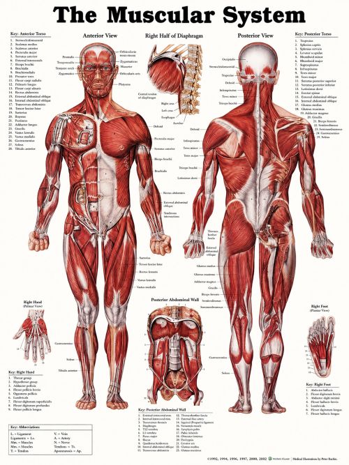 MUSCULAR-SYSTEM